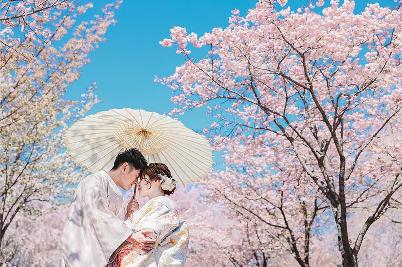 A couple in kimono beneath cherry blossom, photographed by Decollte Photography