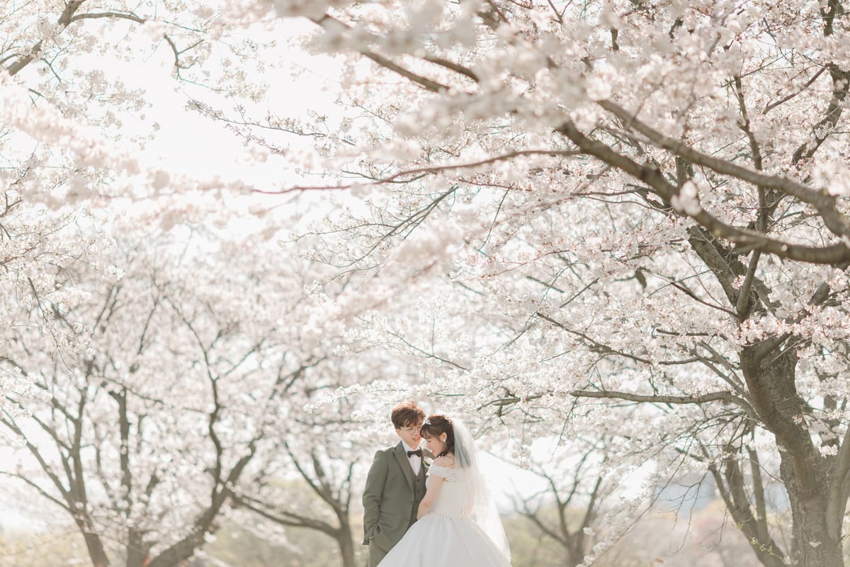 A bride and groom beneath pale cherry blossoms