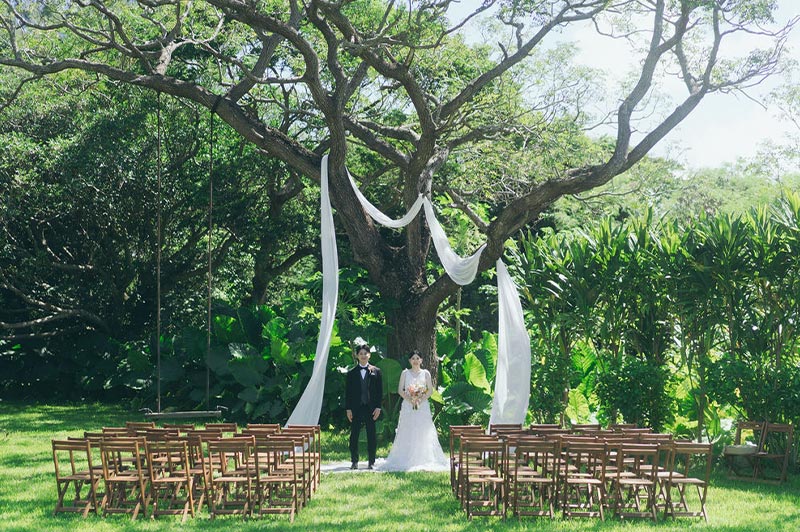 An outdoor ceremony setting beneath a large hortonoki tree